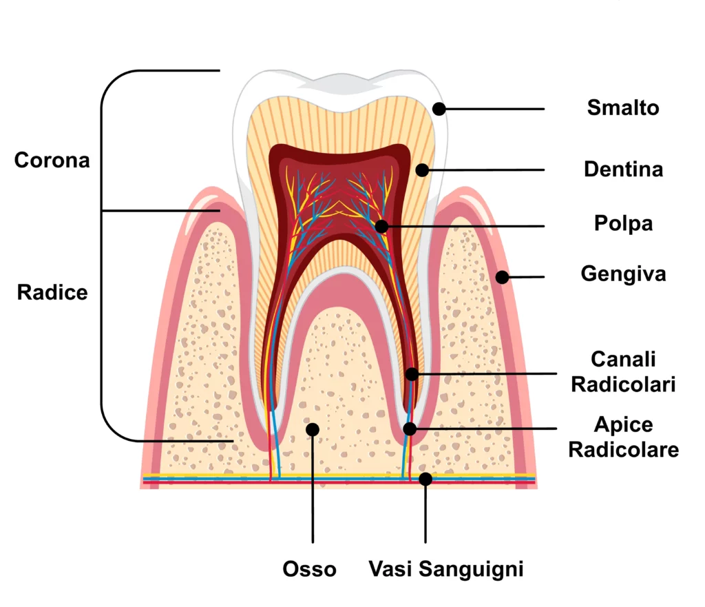 Tecniche di Spazzolamento - Fisiologia del Dente
